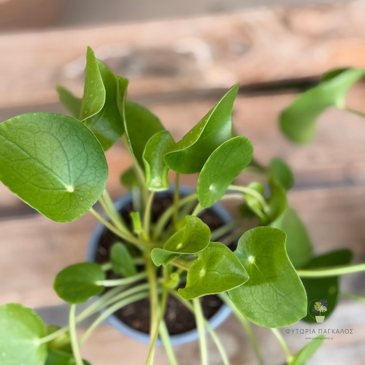 Πιλέα (Pilea peperomioides) | Κινέζικο Φυτό του Χρήματος | Green Gardens - 2 lt